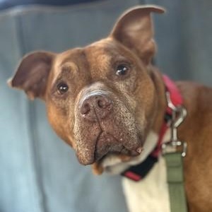 Enlarge Carl, a Adoptable Mixed Breed in Chester, PA image 2/6