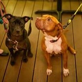 Enlarge Carl, a Adoptable Mixed Breed in Chester, PA image 6/6