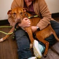 Enlarge Carl, a Adoptable Mixed Breed in Chester, PA image 5/6