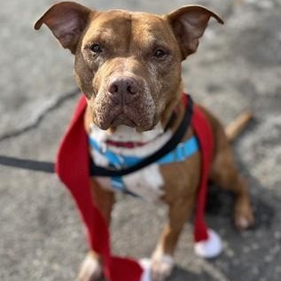 Enlarge Carl, a Adoptable Mixed Breed in Chester, PA image 1/6