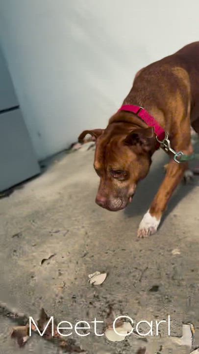 Enlarge Carl, a Adoptable Mixed Breed in Chester, PA video 3/6