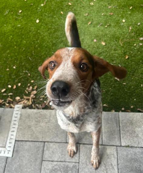 Gator, a ADOPTABLE English Coonhound in Palm Harbor, FL image 3/6