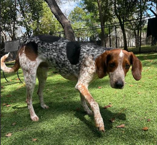 Gator, a ADOPTABLE English Coonhound in Palm Harbor, FL image 5/6