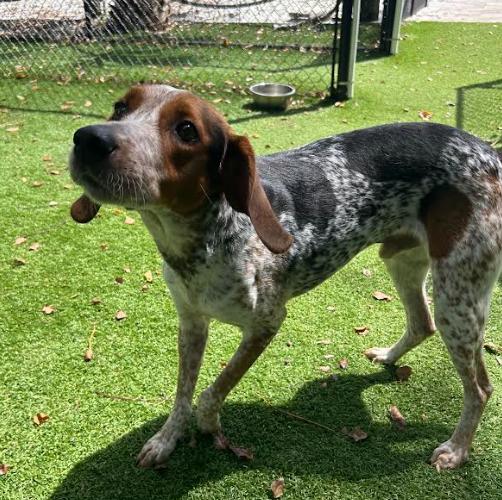 Gator, a ADOPTABLE English Coonhound in Palm Harbor, FL image 2/6