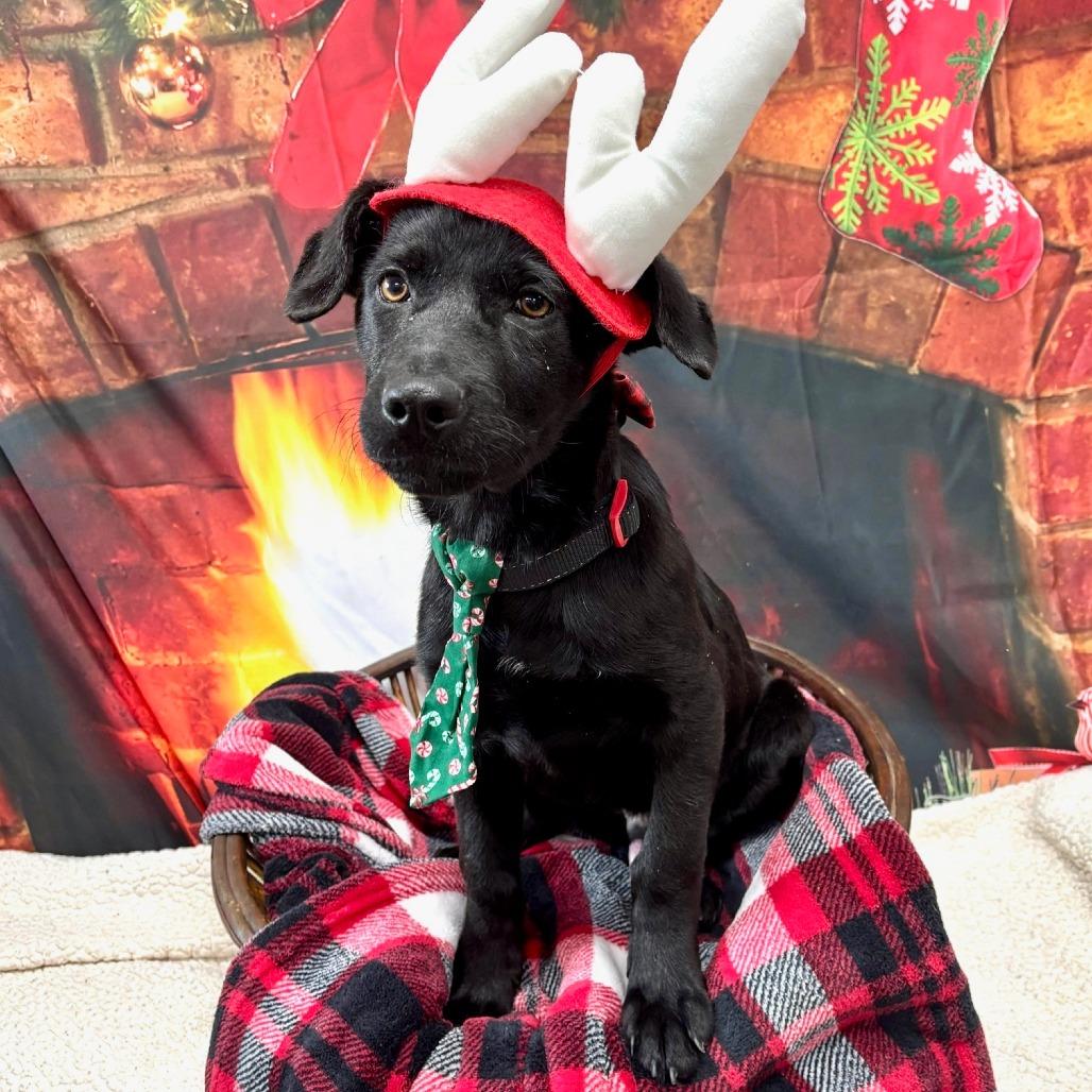 Maxx, a Adoptable Mixed Breed in Walnut Cove, NC image 2/4