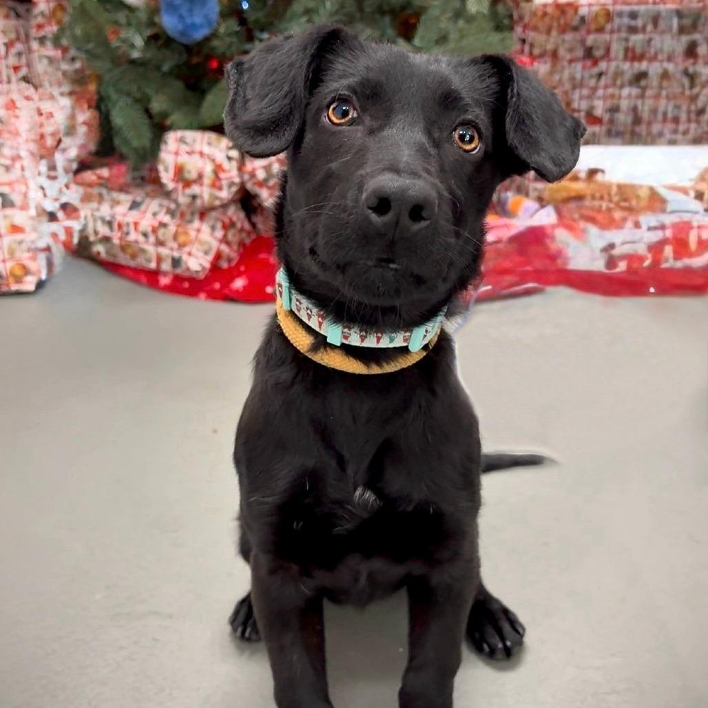 Maxx, a Adoptable Mixed Breed in Walnut Cove, NC image 3/4