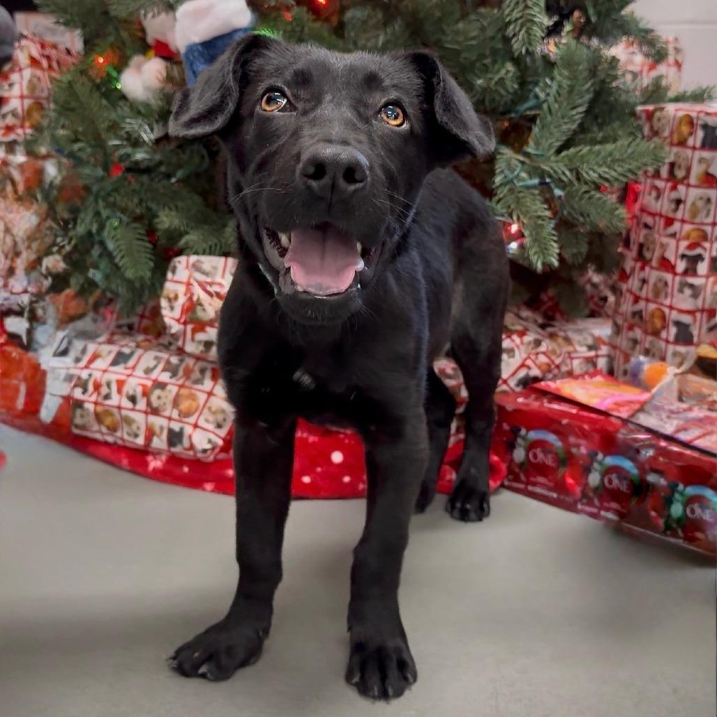 Maxx, a Adoptable Mixed Breed in Walnut Cove, NC image 4/4