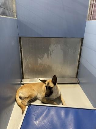 Enlarge Twiggs*, a Adoptable mixed breed in El Paso, TX image 2/2