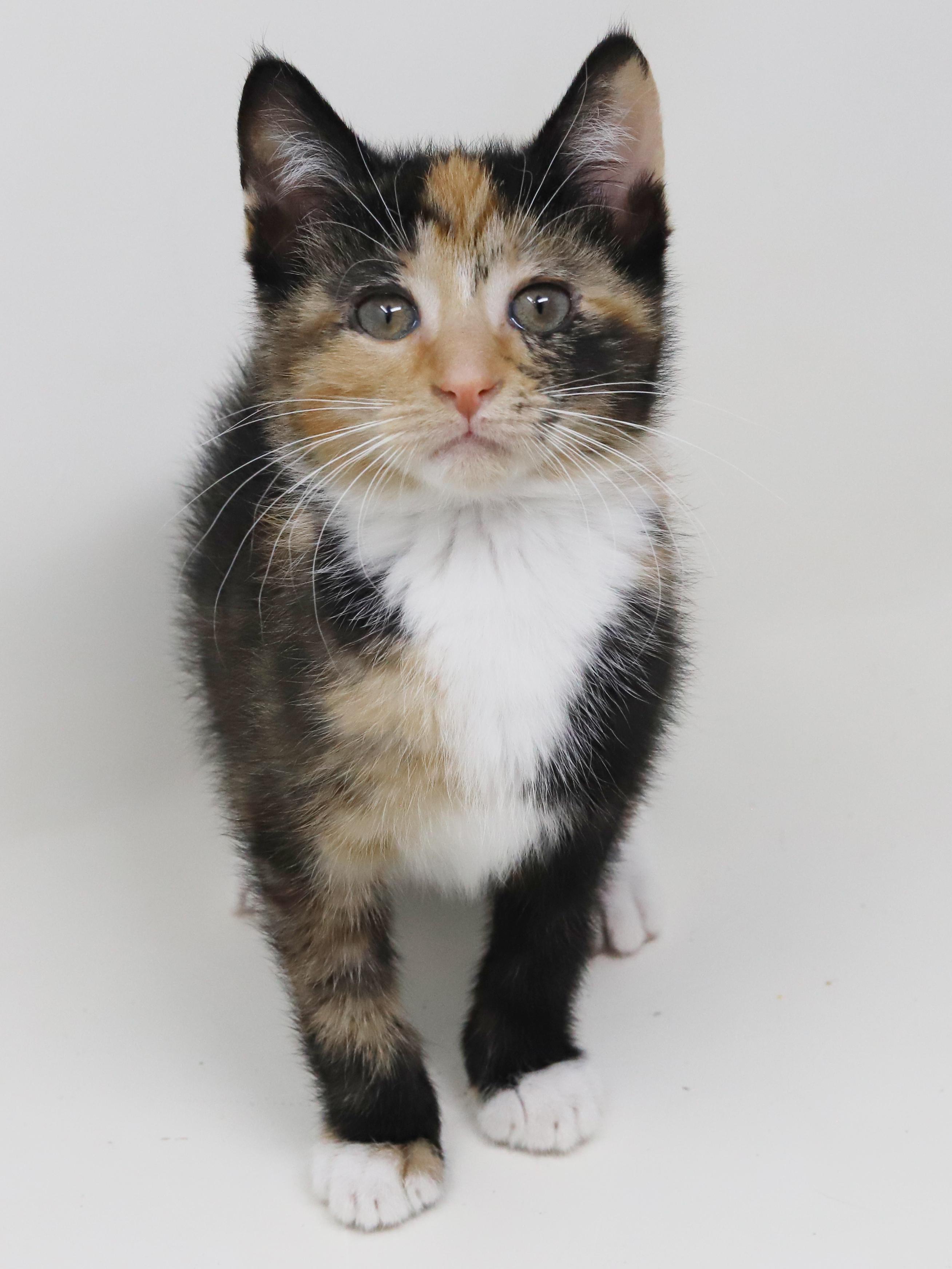 Enlarge Gigi is beyond adorable!  WOW SUPERMODEL TOO!  BONDED with Gianna!!, a Adoptable mixed breed in Bedford Hills, NY image 6/6