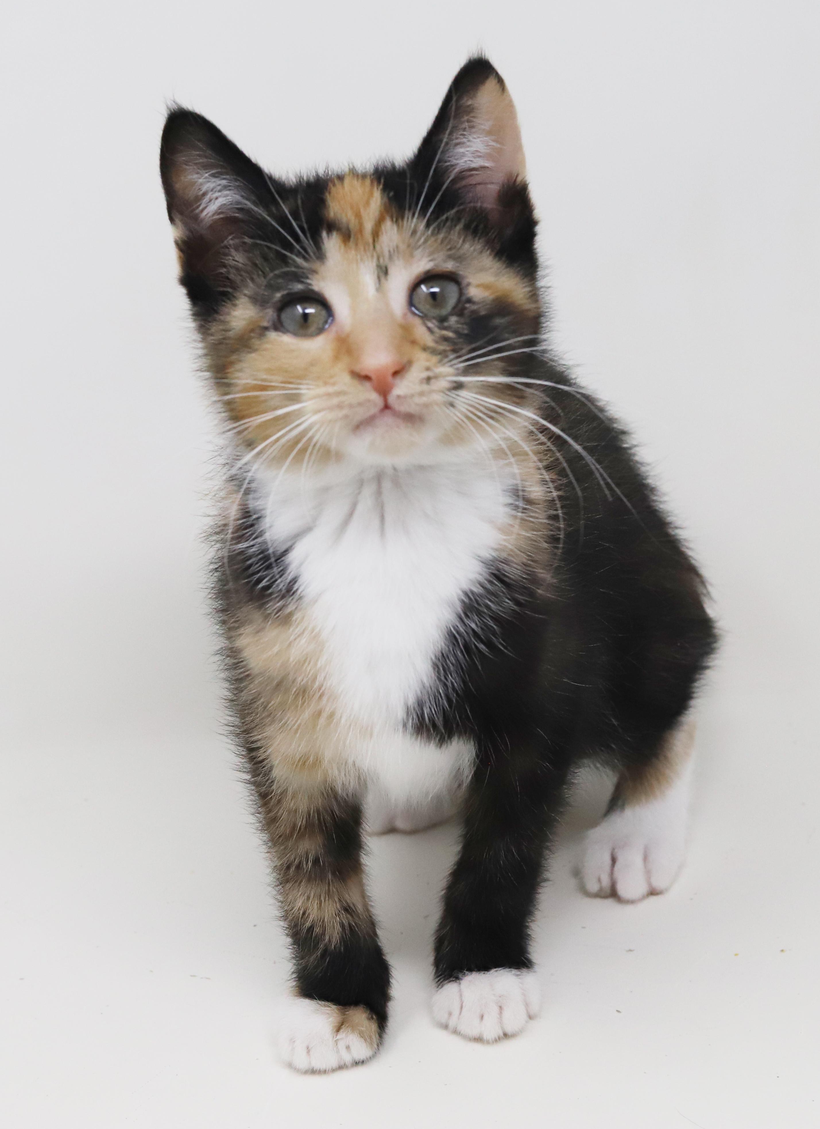 Enlarge Gigi is beyond adorable!  WOW SUPERMODEL TOO!  BONDED with Gianna!!, a Adoptable mixed breed in Bedford Hills, NY image 2/6