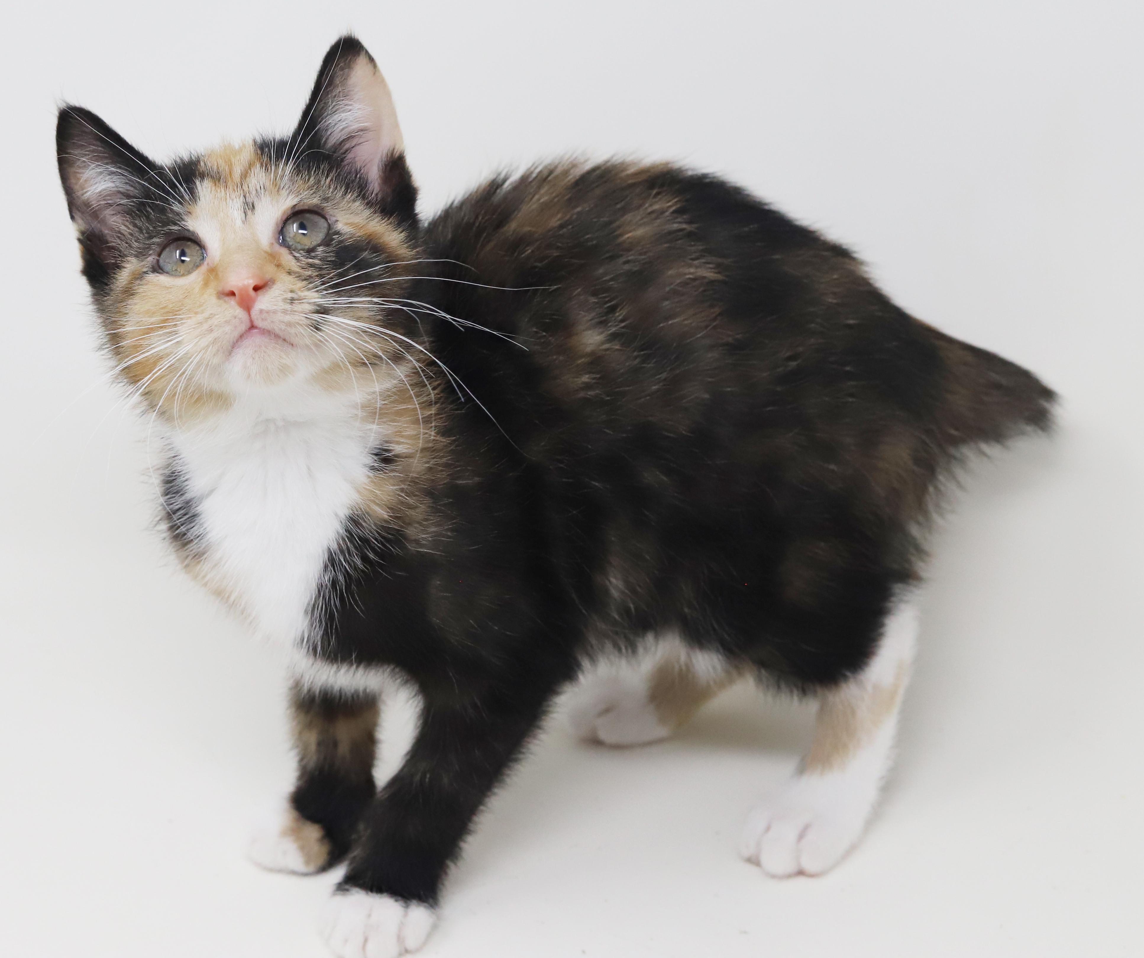 Enlarge Gigi is beyond adorable!  WOW SUPERMODEL TOO!  BONDED with Gianna!!, a Adoptable mixed breed in Bedford Hills, NY image 3/6