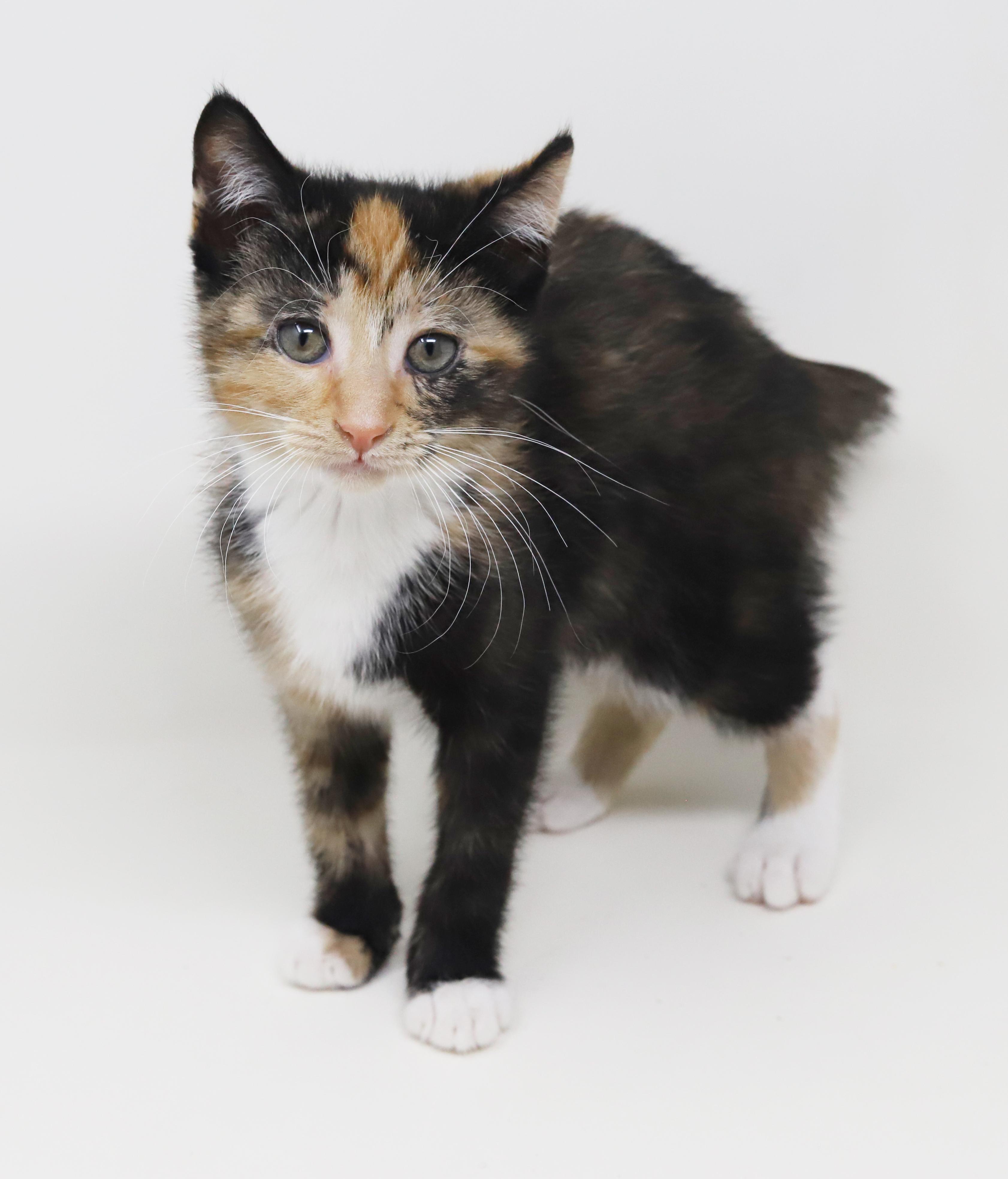 Enlarge Gigi is beyond adorable!  WOW SUPERMODEL TOO!  BONDED with Gianna!!, a Adoptable mixed breed in Bedford Hills, NY image 1/6