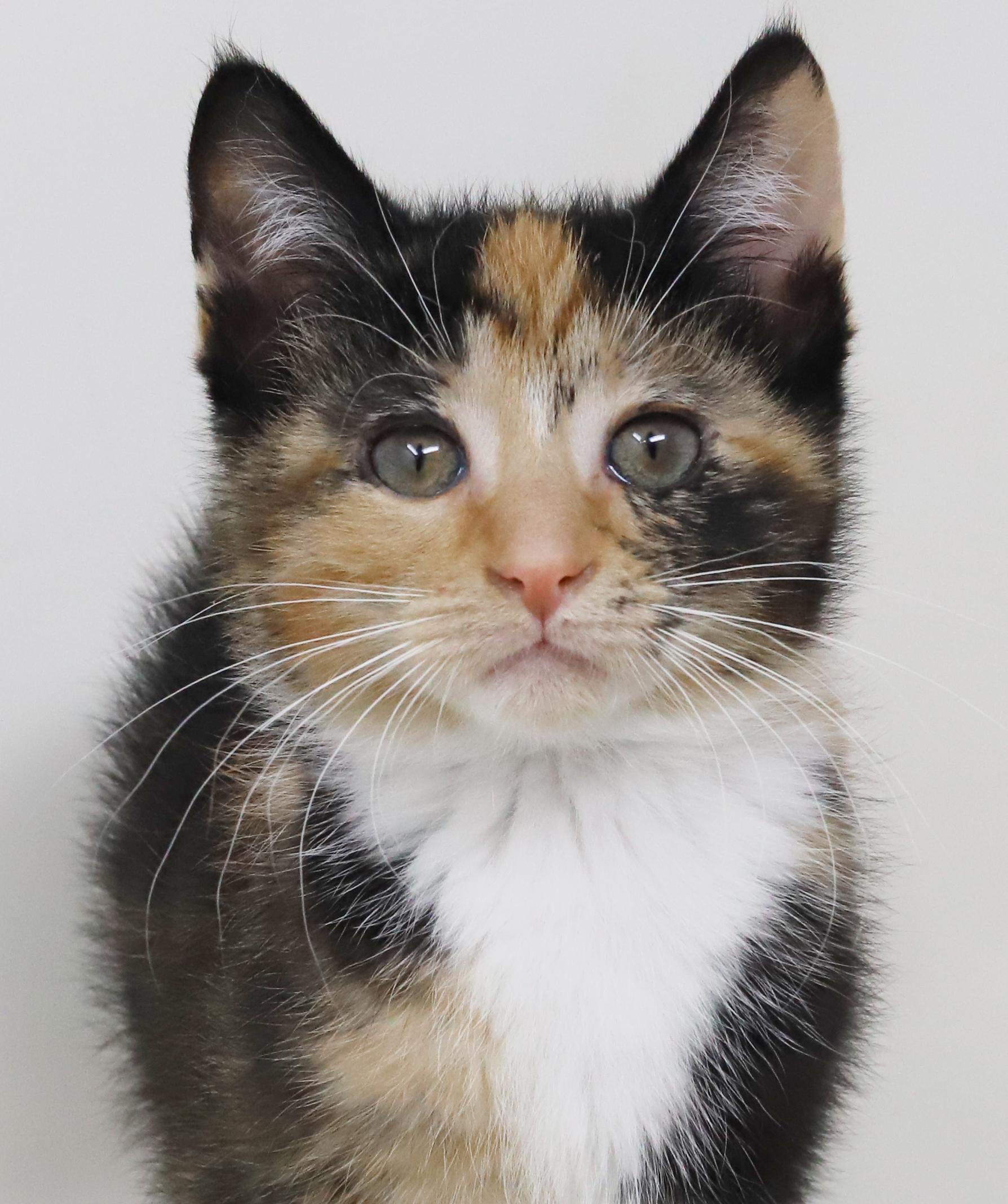 Enlarge Gigi is beyond adorable!  WOW SUPERMODEL TOO!  BONDED with Gianna!!, a Adoptable mixed breed in Bedford Hills, NY image 4/6