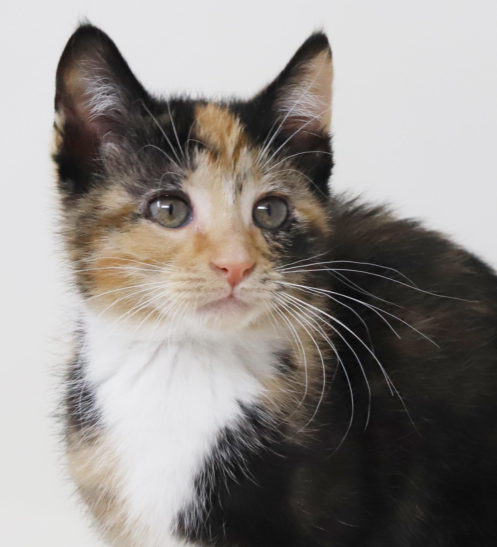 Enlarge Gigi is beyond adorable!  WOW SUPERMODEL TOO!  BONDED with Gianna!!, a Adoptable mixed breed in Bedford Hills, NY image 5/6