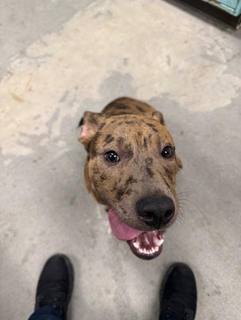 Enlarge Cadabra, an adoptable Mixed Breed in Urbana, IL image 1/1