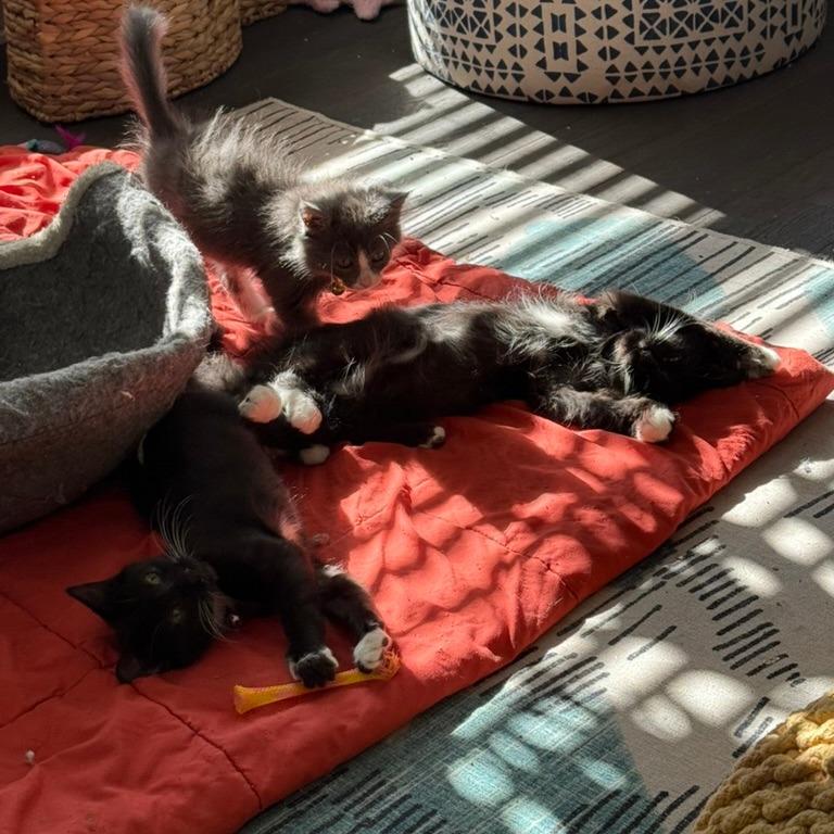 Enlarge Lover (The Swifties), a Adoptable Domestic Medium Hair in Charlotte, NC image 1/6