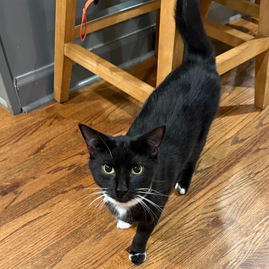 Lover (The Swifties), Adoptable, Young Female Domestic Medium Hair.