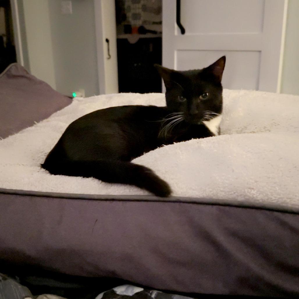 Enlarge Lover (The Swifties), a Adoptable Domestic Medium Hair in Charlotte, NC image 2/6