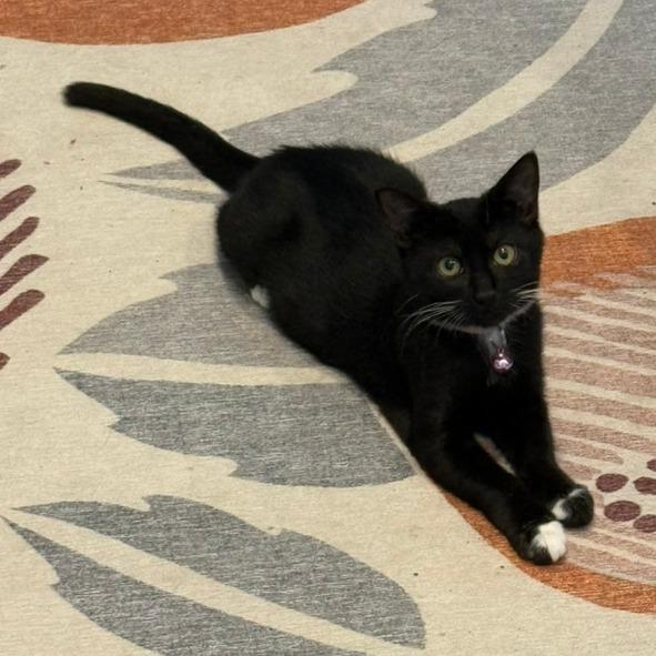 Enlarge Lover (The Swifties), a Adoptable Domestic Medium Hair in Charlotte, NC image 3/6