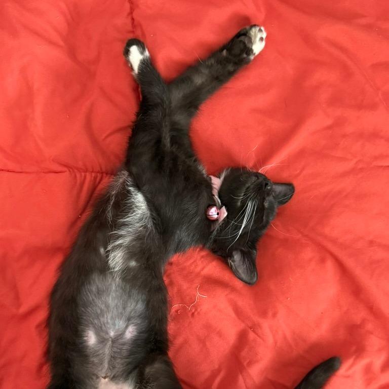 Enlarge Lover (The Swifties), a Adoptable Domestic Medium Hair in Charlotte, NC image 4/6