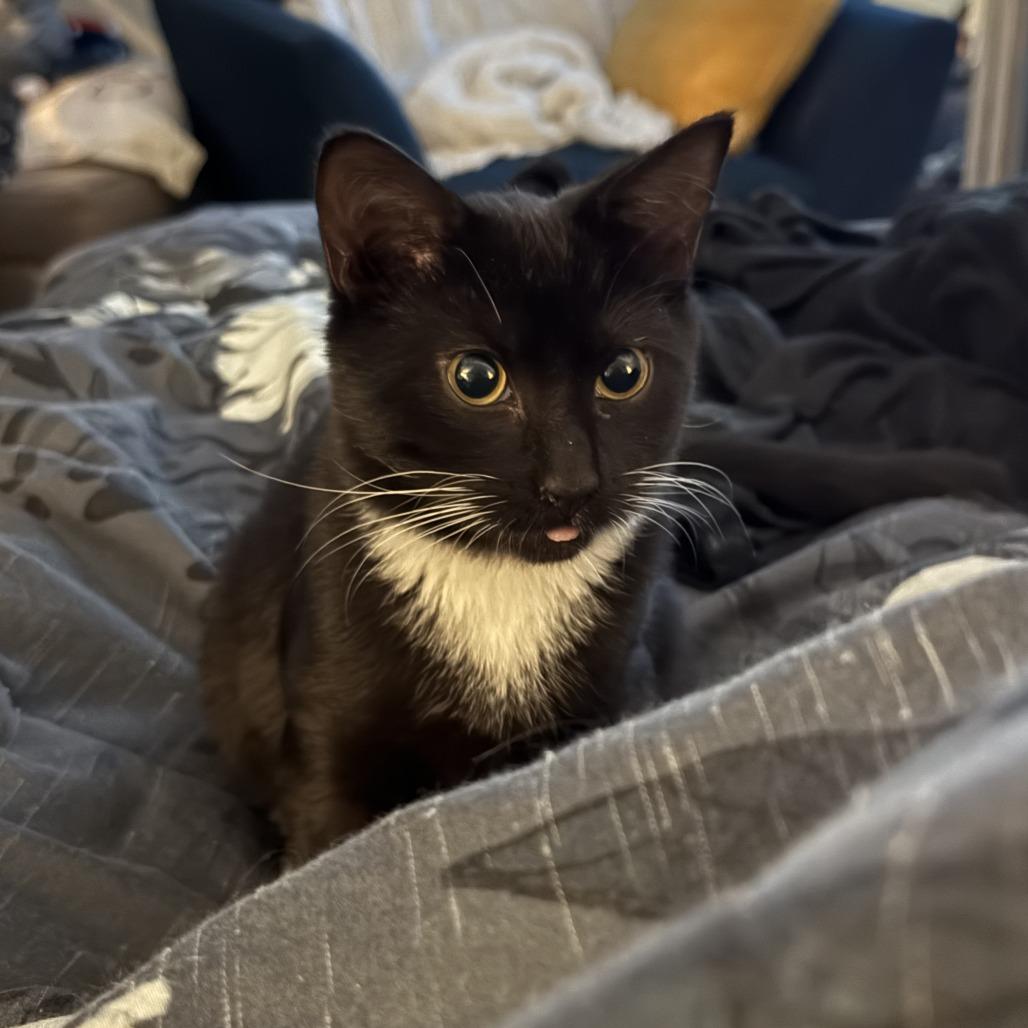 Enlarge Lover (The Swifties), a Adoptable Domestic Medium Hair in Charlotte, NC image 5/6