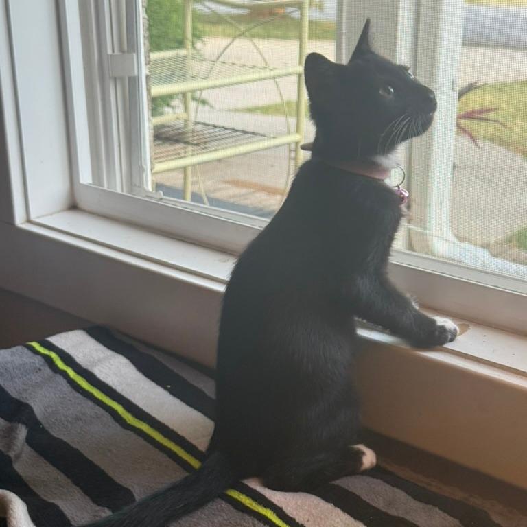 Enlarge Lover (The Swifties), a Adoptable Domestic Medium Hair in Charlotte, NC image 6/6