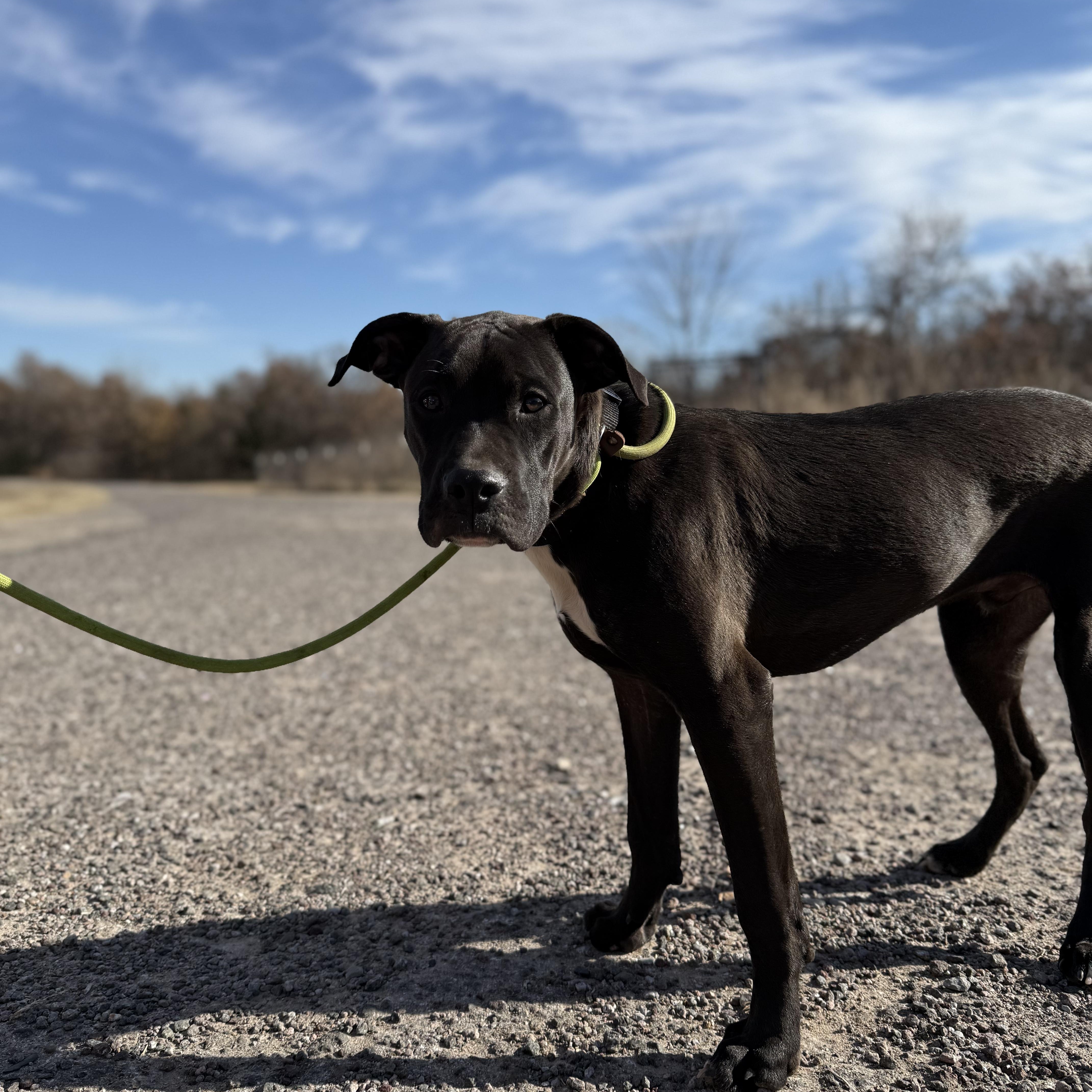 Napoleon, Adopted, Young Male Boxer & Pit Bull Terrier.