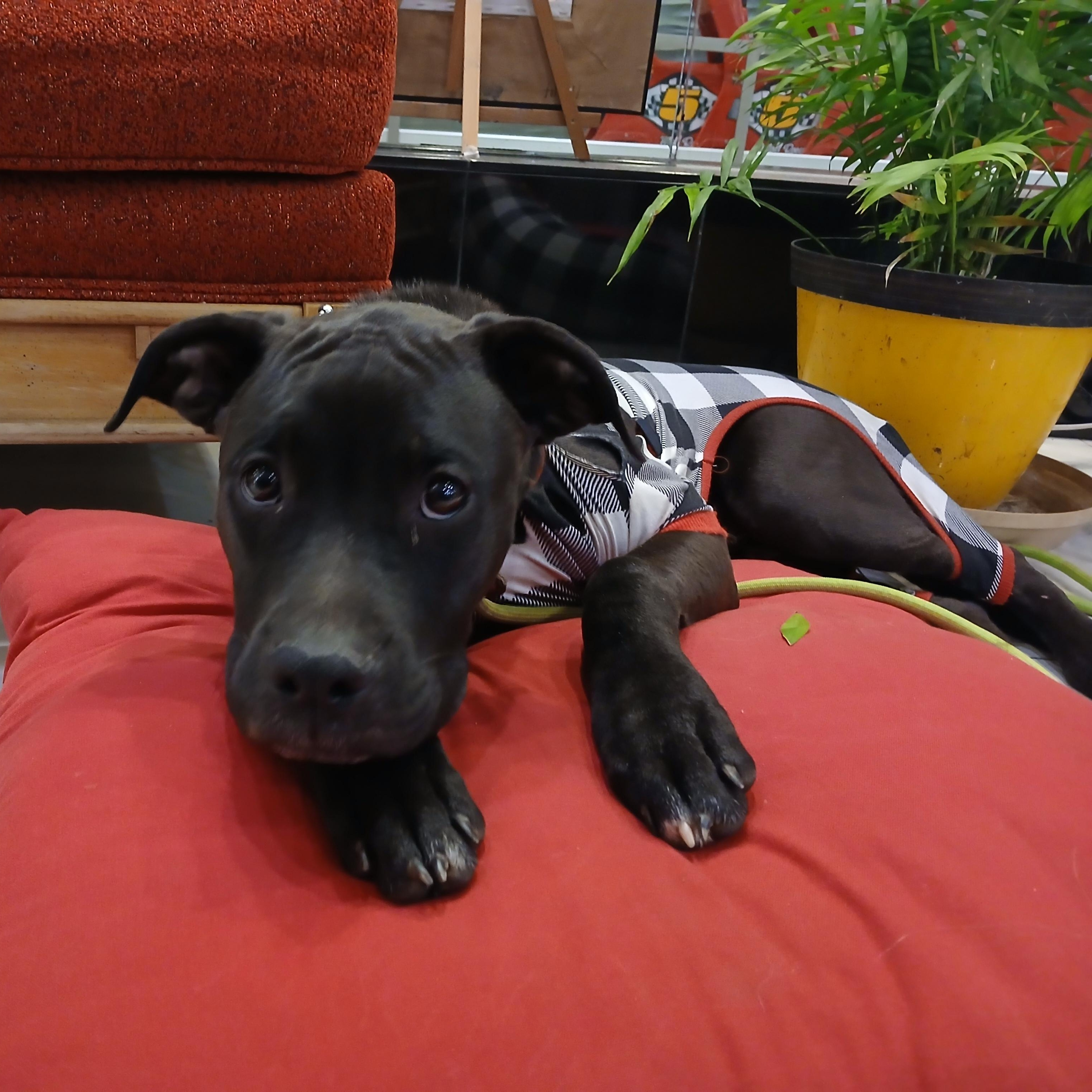 Enlarge Napoleon, a Adopted mixed breed in Byars, OK image 3/5