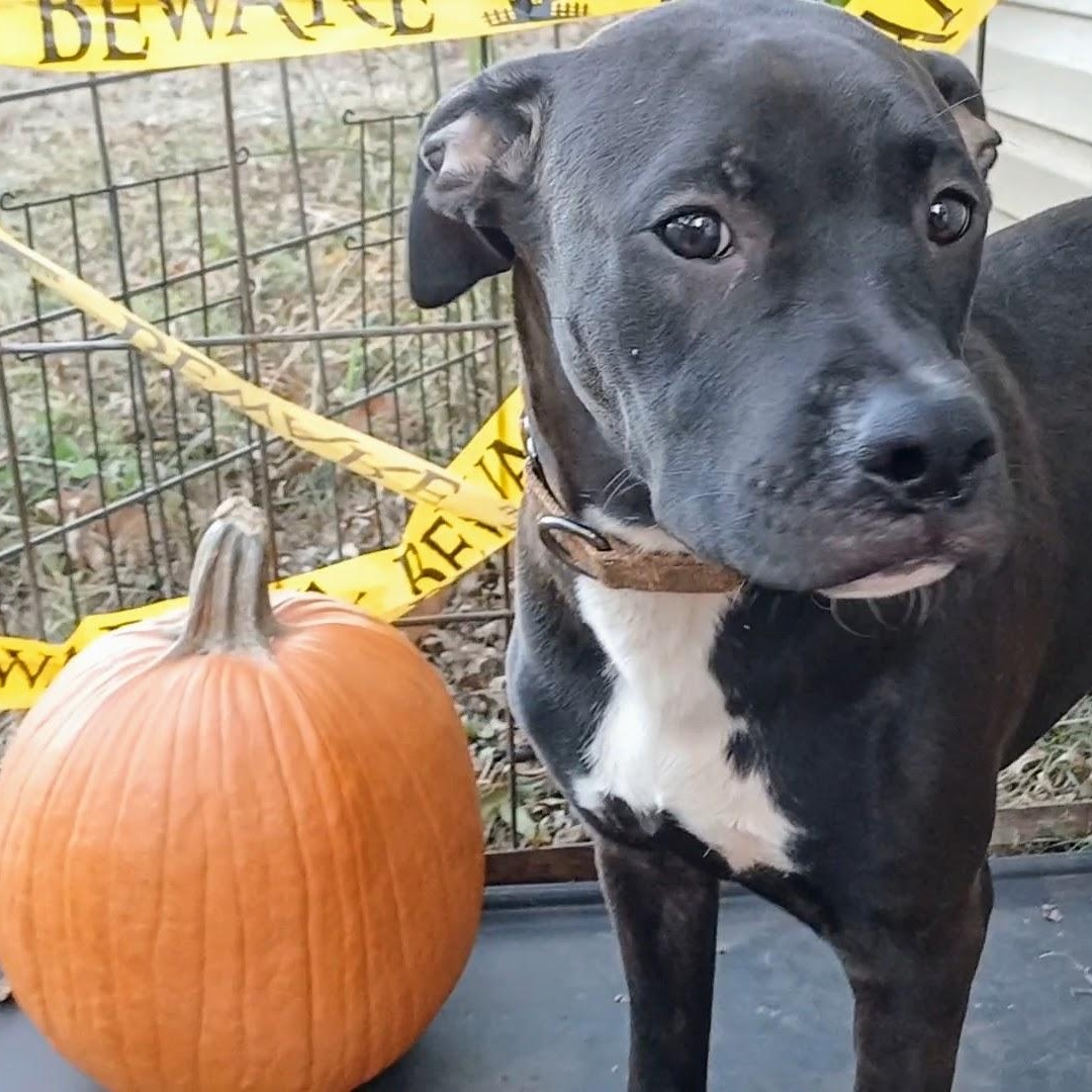 Enlarge Napoleon, a Adopted mixed breed in Byars, OK image 4/5