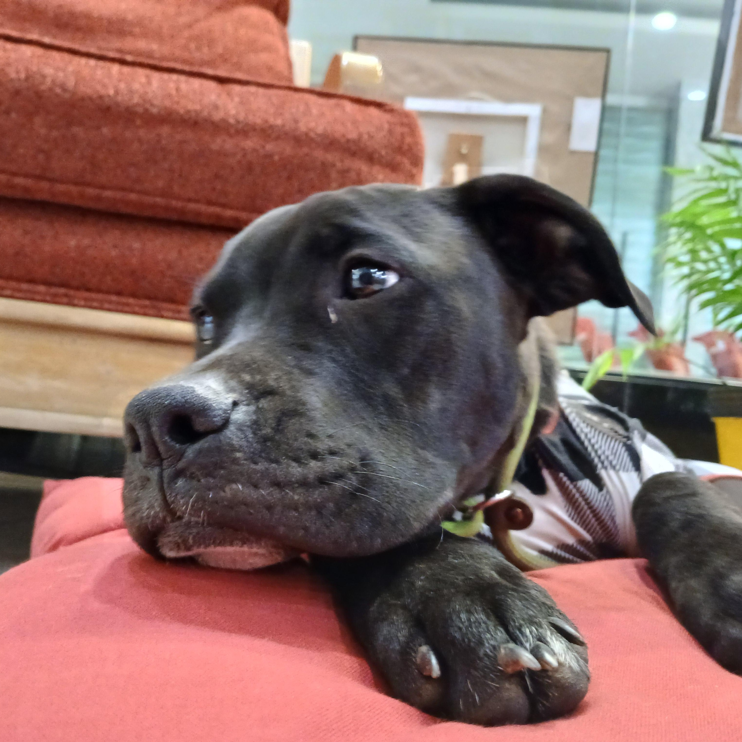 Enlarge Napoleon, a Adopted mixed breed in Byars, OK image 2/5