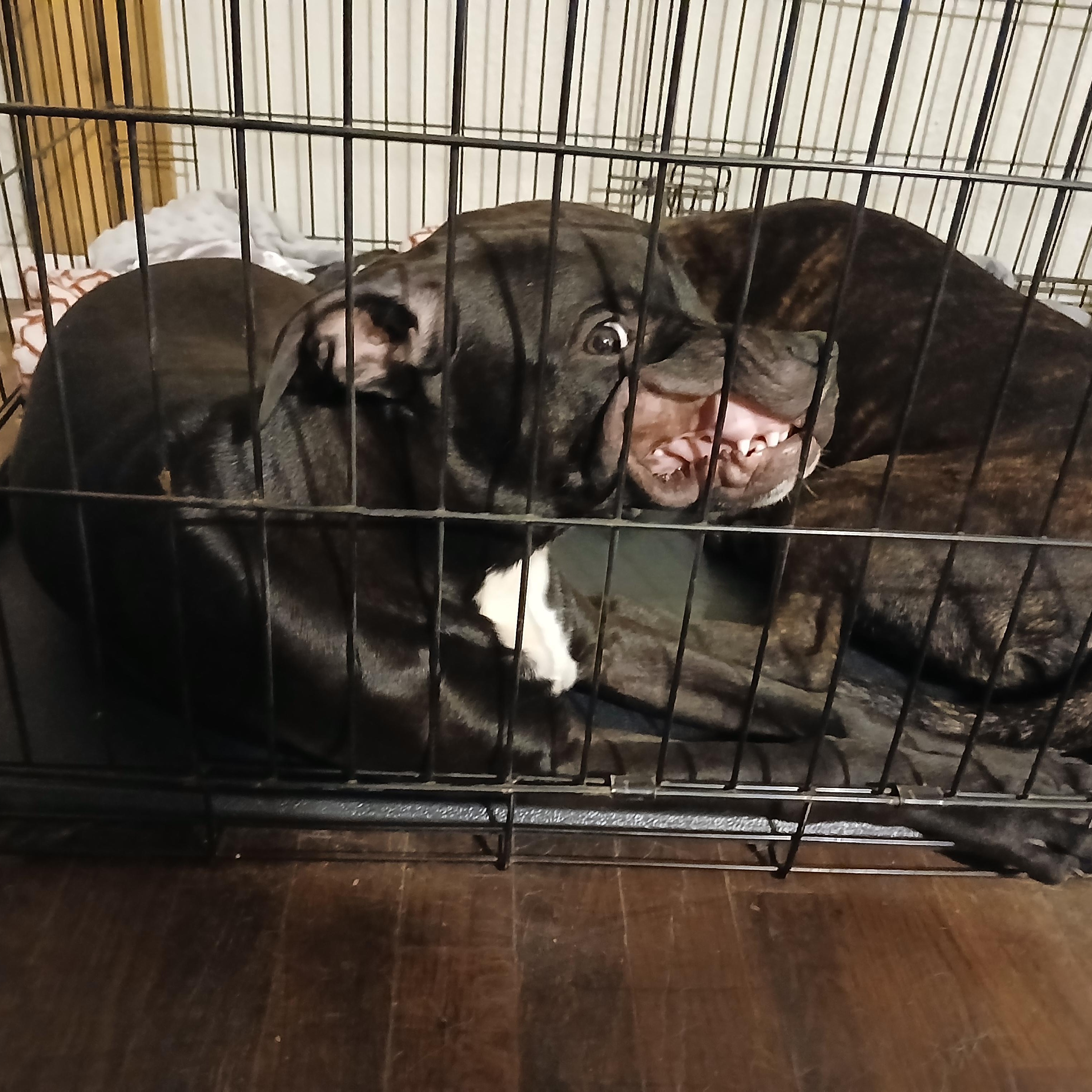 Enlarge Napoleon, a Adopted mixed breed in Byars, OK image 5/5