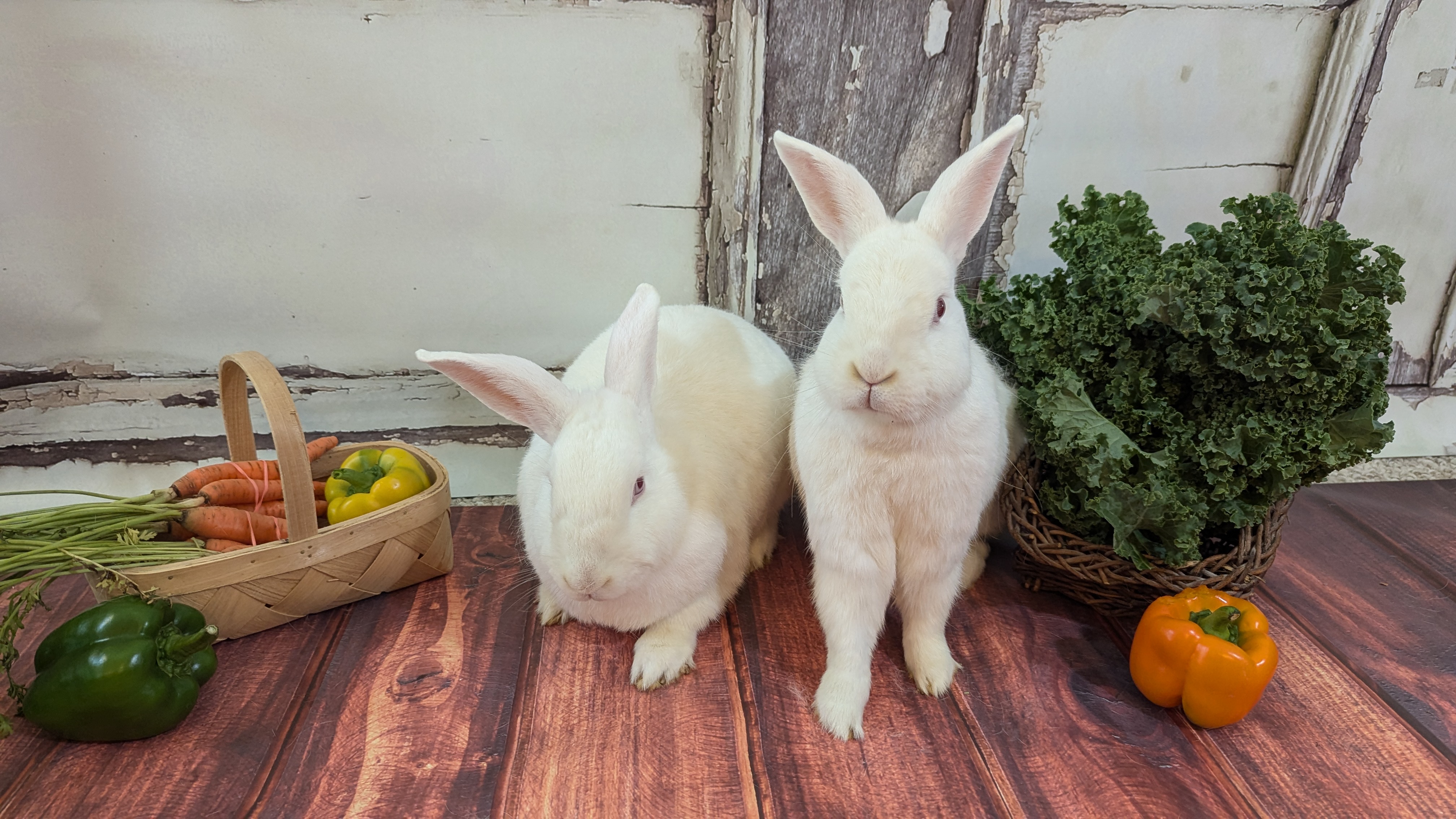 Papaya and Persimmon, a Adoptable mixed breed in Coralville, IA image 1/4