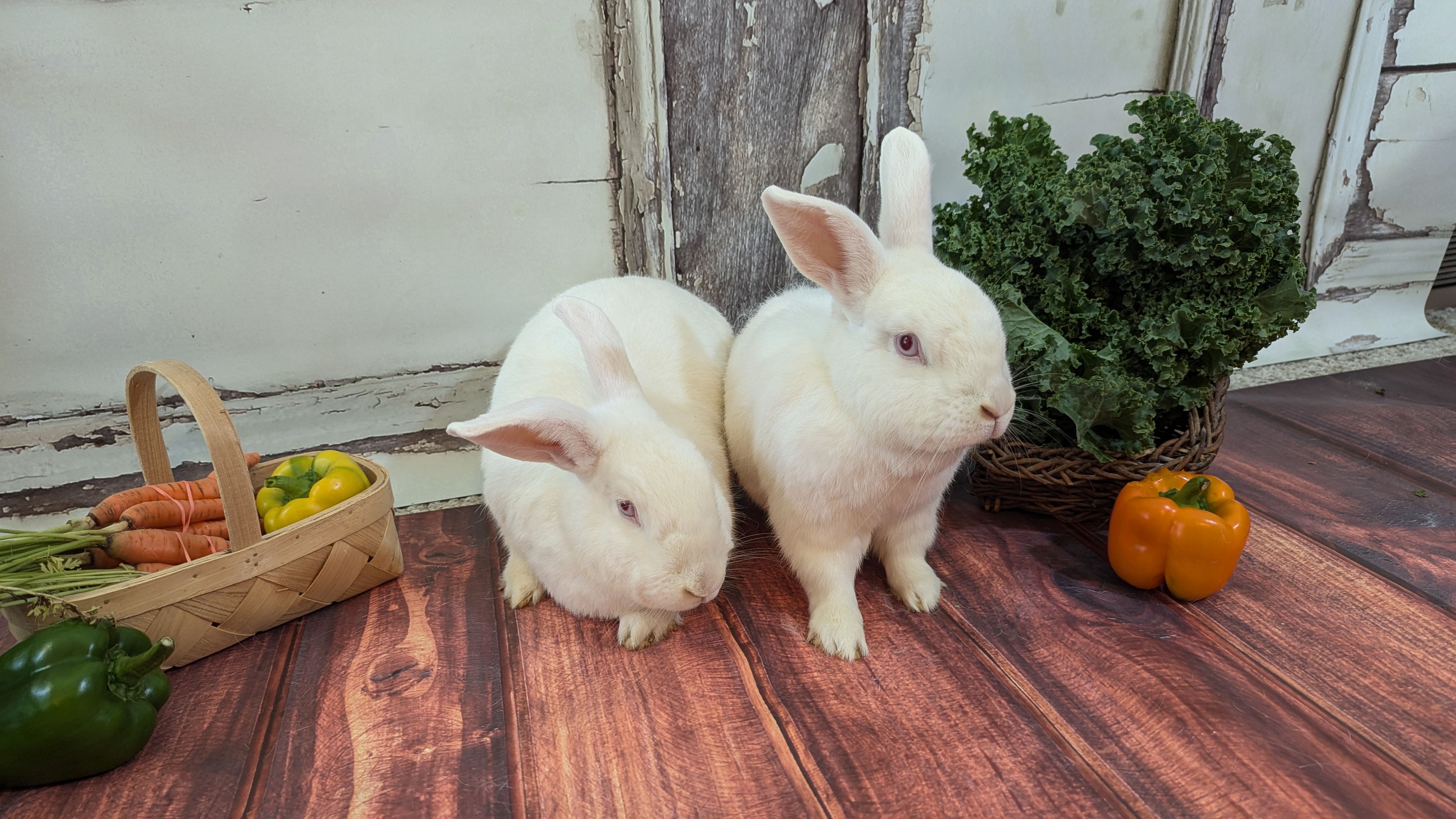 Papaya and Persimmon, a Adoptable mixed breed in Coralville, IA image 2/4