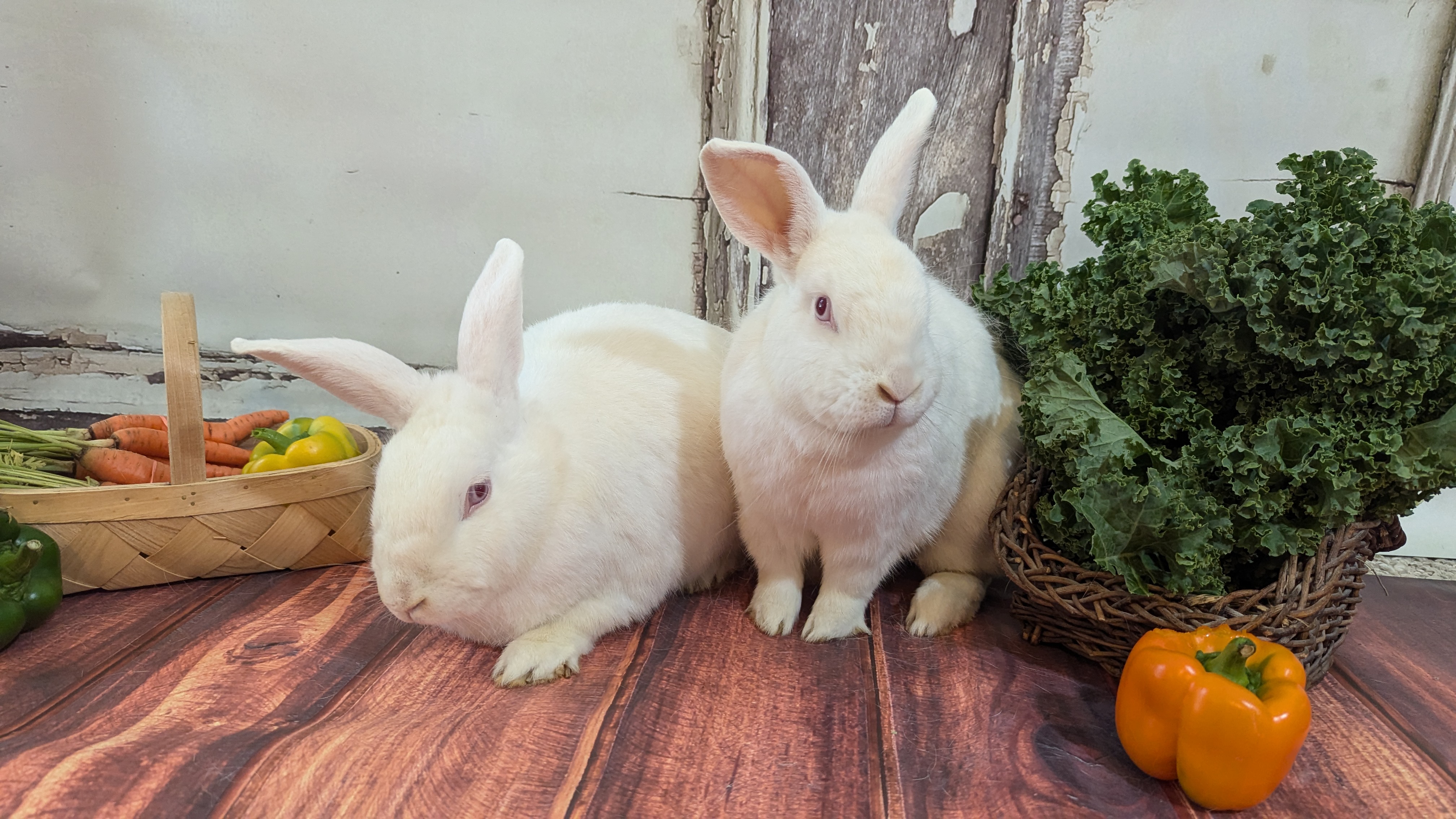 Papaya and Persimmon, a Adoptable mixed breed in Coralville, IA image 3/4