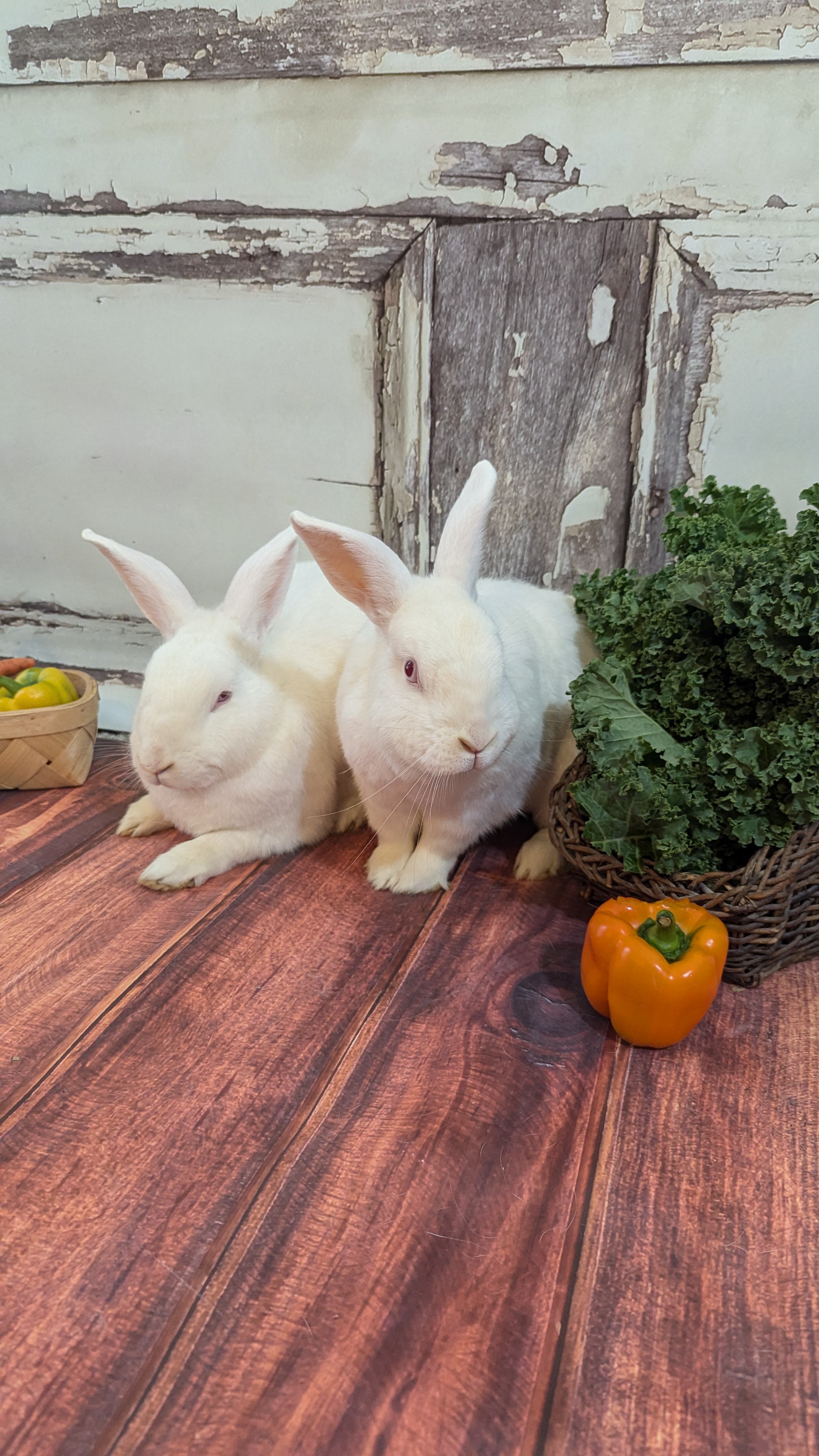 Papaya and Persimmon, a Adoptable mixed breed in Coralville, IA image 4/4