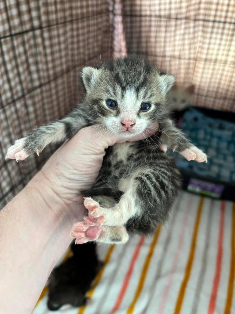 Zen, a Adoptable Domestic Short Hair in Rutherfordton, NC image 1/3