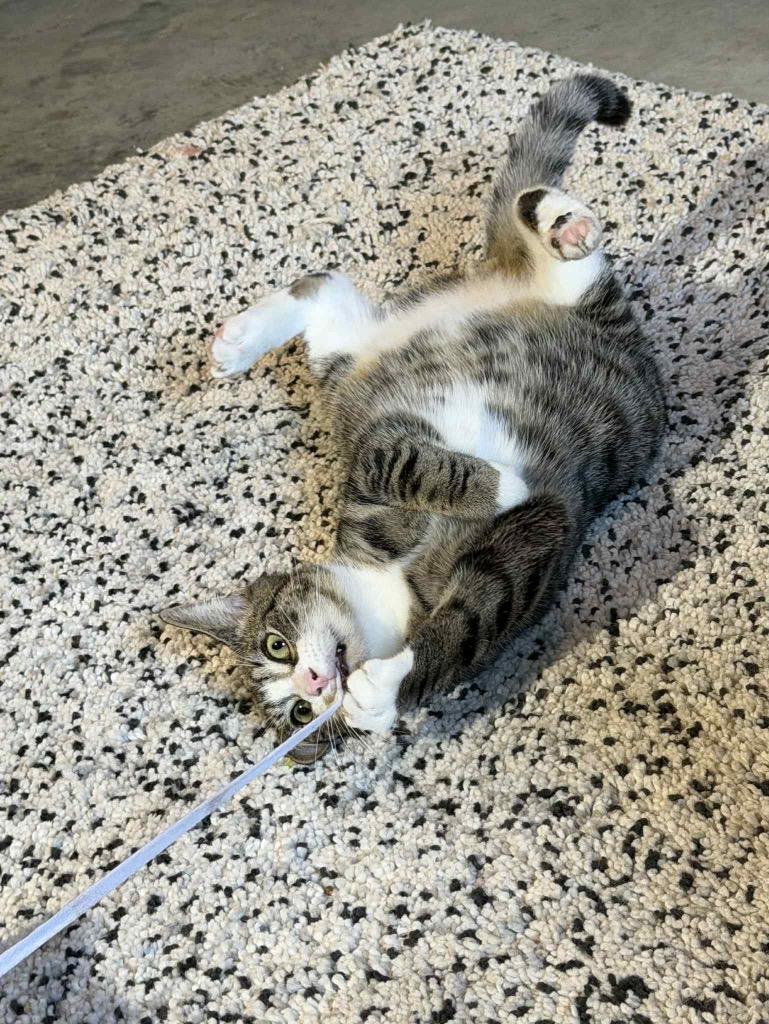 Enlarge Zen, a Adoptable Domestic Short Hair in Rutherfordton, NC image 1/3