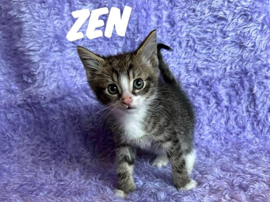 Enlarge Zen, a Adoptable Domestic Short Hair in Rutherfordton, NC image 2/3