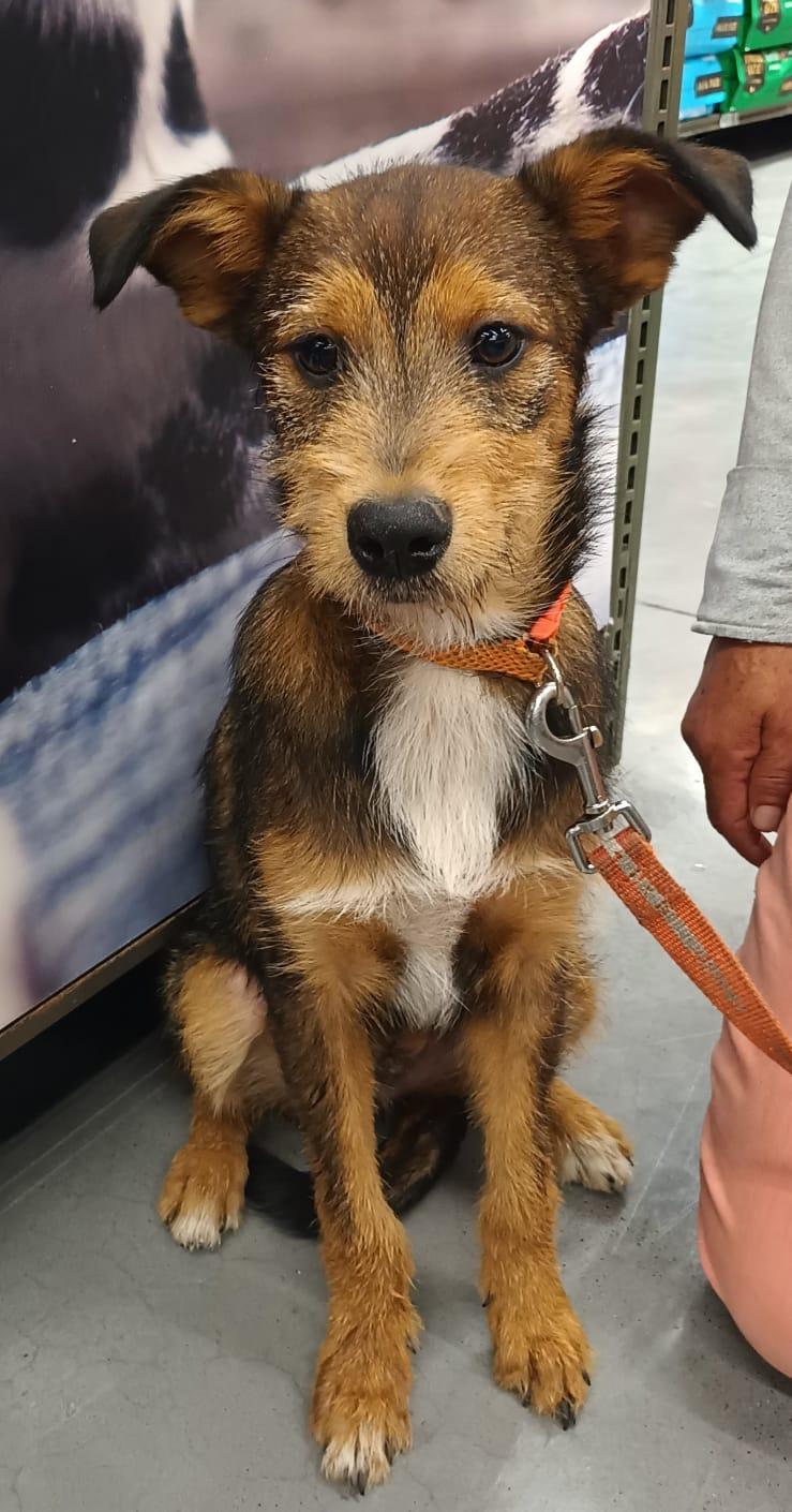 Enlarge Louie, a Adopted mixed breed in San Diego, CA image 5/6