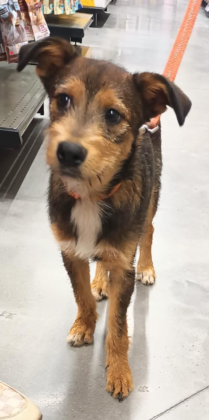 Enlarge Louie, a Adopted mixed breed in San Diego, CA image 4/6