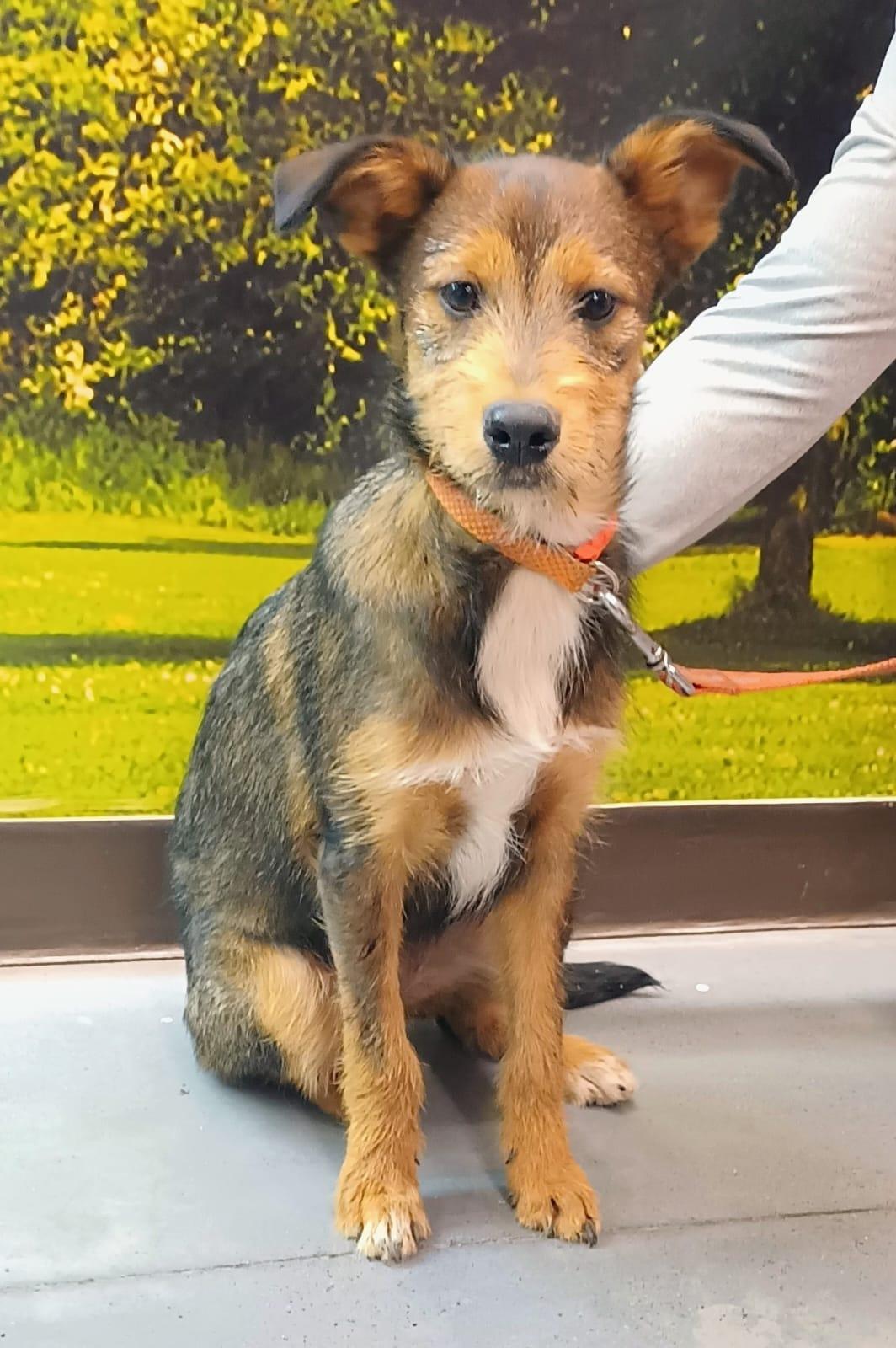 Enlarge Louie, a Adopted mixed breed in San Diego, CA image 2/6