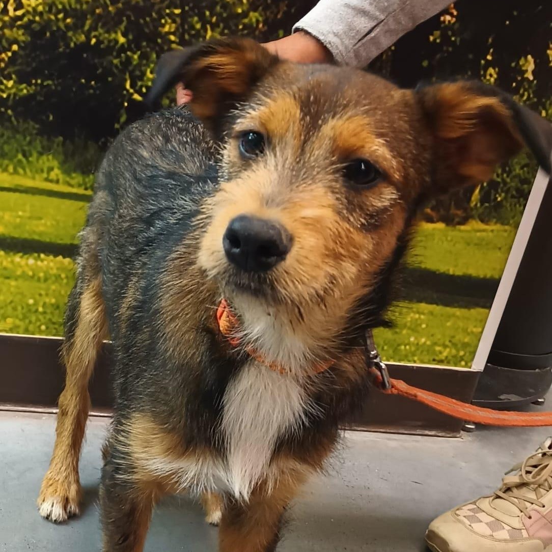 Louie, Adopted, Puppy Male Schnauzer & Jack Russell Terrier.