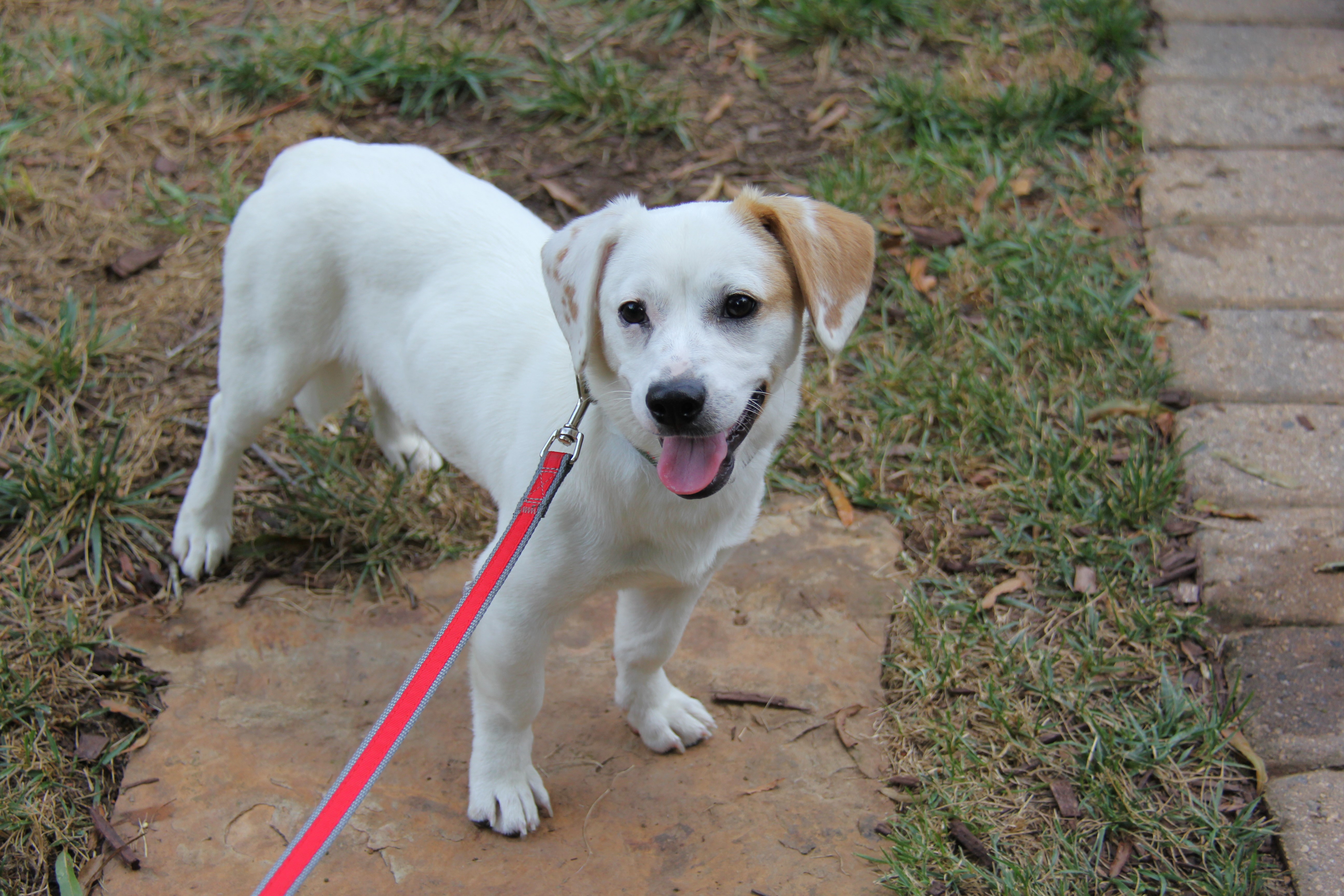 Prince, a Adopted mixed breed in Monroe, NC image 3/3