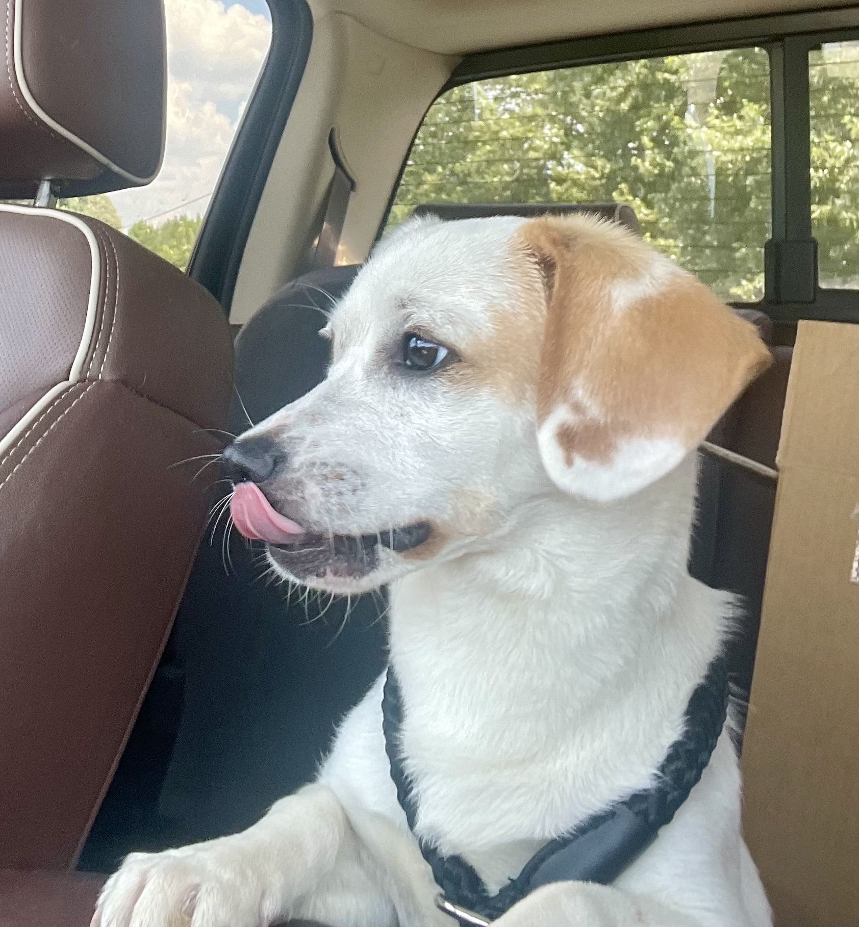 Prince, a Adopted mixed breed in Monroe, NC image 1/3