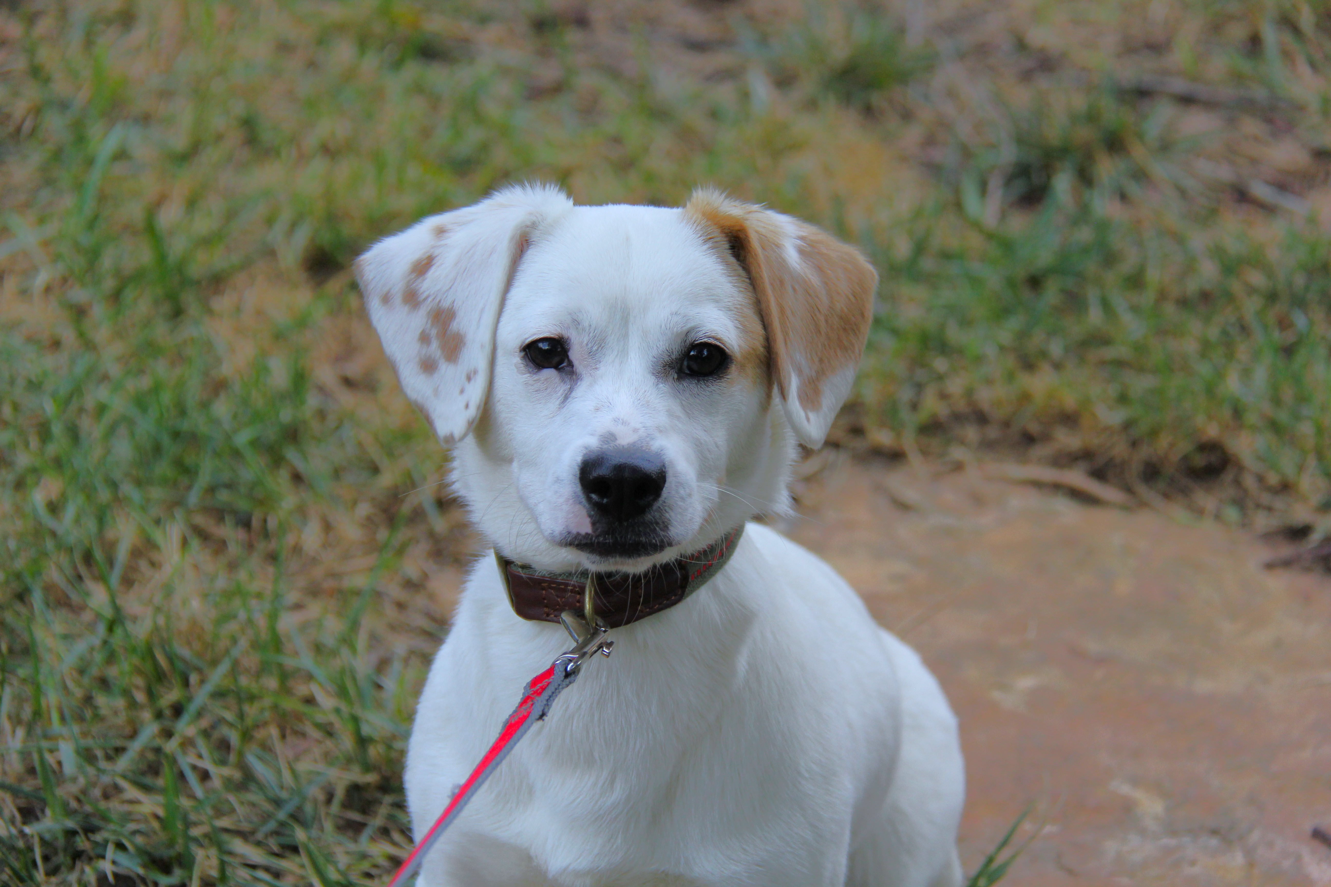 Prince, a Adopted mixed breed in Monroe, NC image 2/3