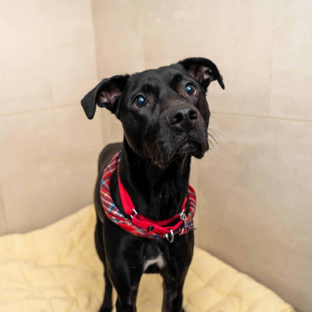 Enlarge Alvin, a Adoptable mixed breed in New York, NY image 1/2