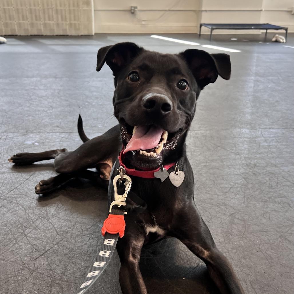 Enlarge Alvin, a Adoptable mixed breed in New York, NY image 2/3