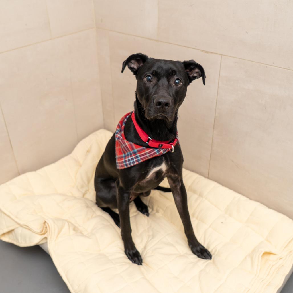 Enlarge Alvin, a Adoptable mixed breed in New York, NY image 2/2