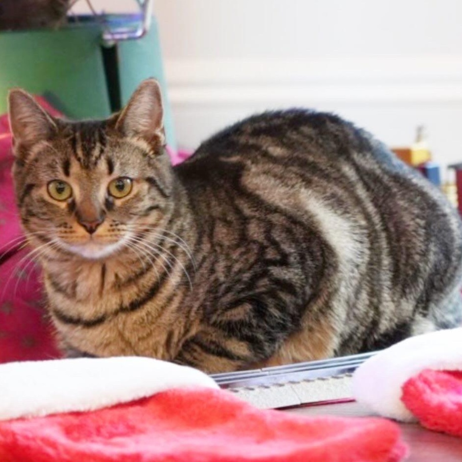 Enlarge Harlem and Honey, an adopted Tabby in Nyack, NY image 5/6