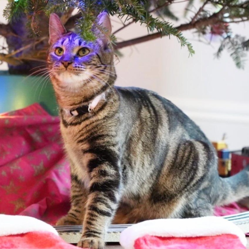 Enlarge Harlem and Honey, an adopted Tabby in Nyack, NY image 3/6